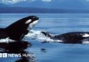 Orcas que atacan y se comen a los grandes tiburones blancos: la sangrienta batalla entre los mayores depredadores marinos que tiene perplejos a los científicos - BBC News Mundo