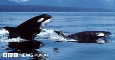 Orcas que atacan y se comen a los grandes tiburones blancos: la sangrienta batalla entre los mayores depredadores marinos que tiene perplejos a los científicos - BBC News Mundo