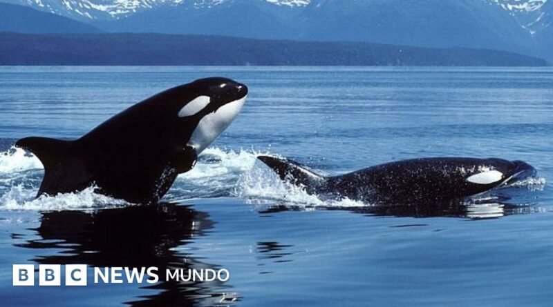 Orcas que atacan y se comen a los grandes tiburones blancos: la sangrienta batalla entre los mayores depredadores marinos que tiene perplejos a los científicos - BBC News Mundo