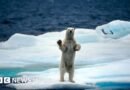 Por qué hay más de un Polo Norte (y lo difícil que es definir cuántos son en total) - BBC News Mundo