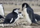 Por qué la mayor colonia de pingüinos del mundo ha perdido dos tercios de su población - BBC News Mundo