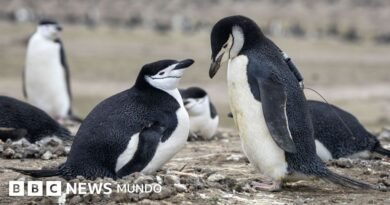 Por qué la mayor colonia de pingüinos del mundo ha perdido dos tercios de su población - BBC News Mundo