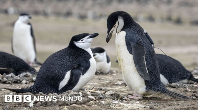 Por qué la mayor colonia de pingüinos del mundo ha perdido dos tercios de su población - BBC News Mundo