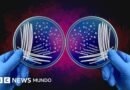Premian con el Nobel de Química a dos investigadores que revolucionaron la fabricación de medicamentos, fragancias y nuevos materiales - BBC News Mundo