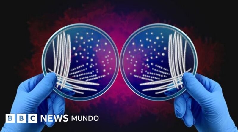 Premian con el Nobel de Química a dos investigadores que revolucionaron la fabricación de medicamentos, fragancias y nuevos materiales - BBC News Mundo