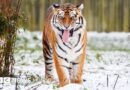 Un hombre muere tras ser atacado por un tigre en un parque zoológico de Inglaterra - BBC News Mundo