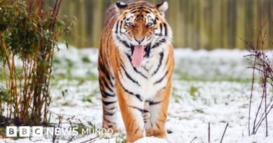 Un hombre muere tras ser atacado por un tigre en un parque zoológico de Inglaterra - BBC News Mundo