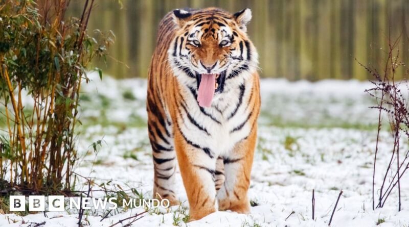 Un hombre muere tras ser atacado por un tigre en un parque zoológico de Inglaterra - BBC News Mundo